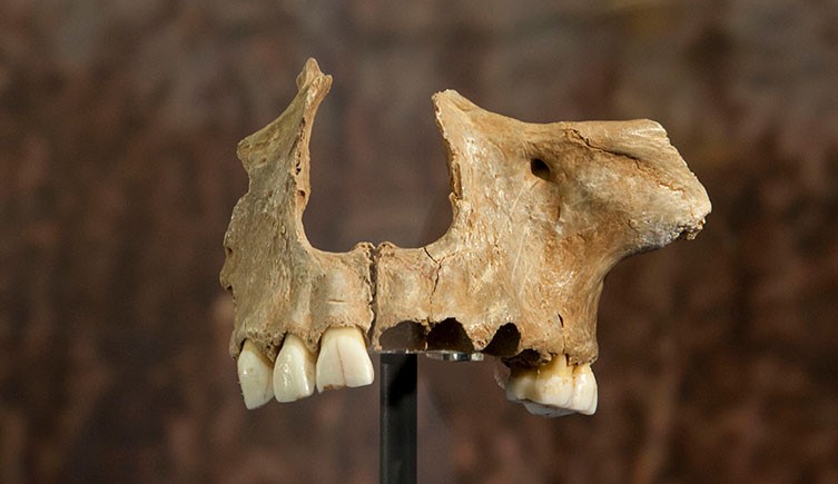 Cannibals in Gough’s Cave: Unearthing Prehistoric Rituals in England’s Dark Past